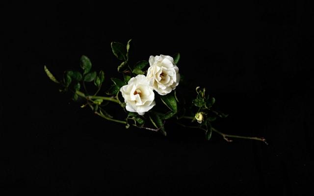 A Day in the Life of a Funeral Director: Behind the Scenes of Goodbye image by Solace & More 