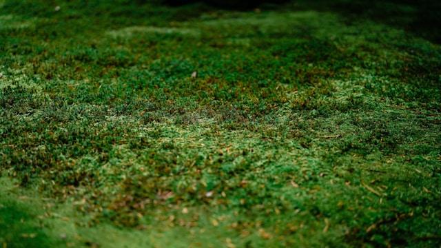 What Makes a Funeral Green?  image by Solace & More 